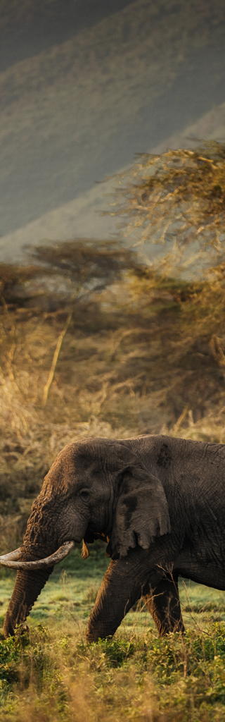 Fotoreise in die Serengeti in Tansania